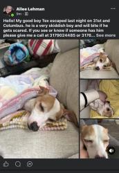 Lost Male Dog last seen Columbus , Anderson, IN 46016