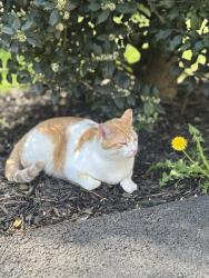 Found/Stray Female Cat last seen Oakcrest manor drive, Leesburg, VA 20176