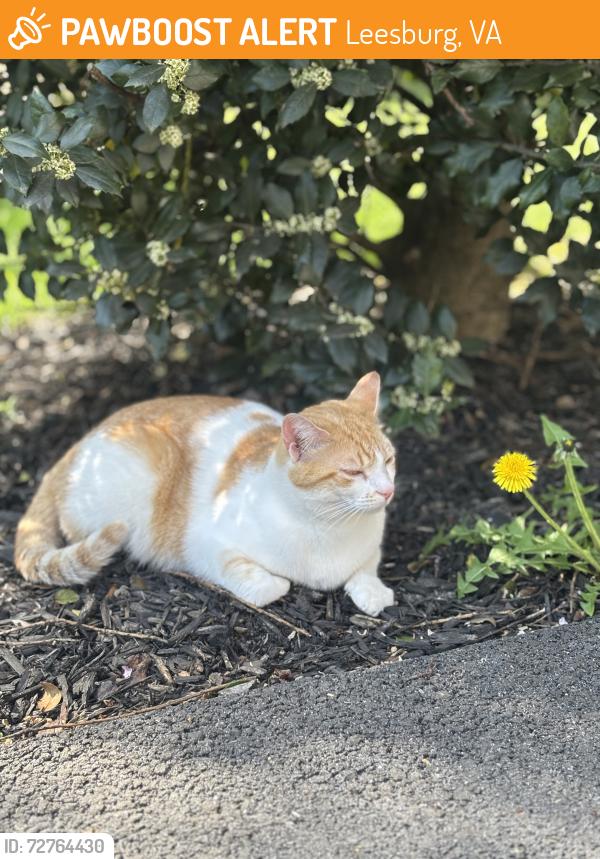 Found/Stray Female Cat last seen Oakcrest manor drive, Leesburg, VA 20176
