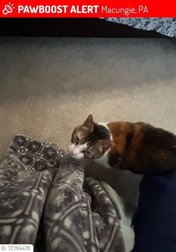 Lost Female Cat last seen Willow Lane , Macungie, PA 18062