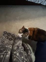 Lost Female Cat last seen Willow Lane , Macungie, PA 18062
