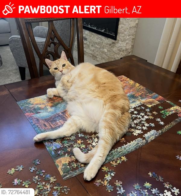 Lost Male Cat last seen Near e Windsor drove, Gilbert, AZ 85296