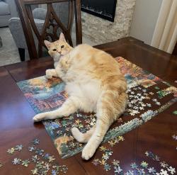 Lost Male Cat last seen Near e Windsor drove, Gilbert, AZ 85296