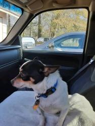 Lost Male Dog last seen Candlestick Park Post Office and police precinct , Jackson, MS 39212
