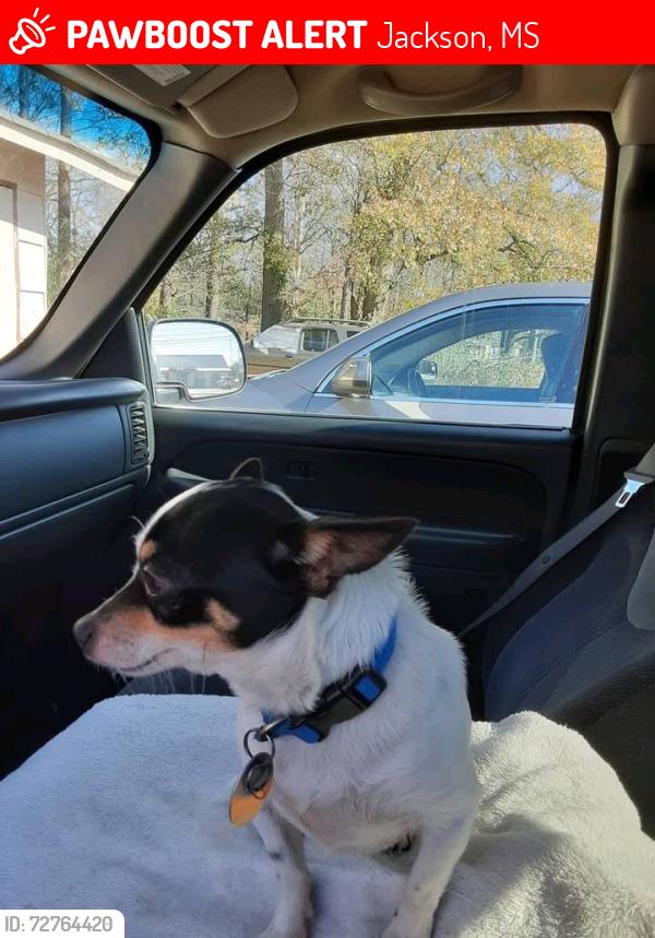 Lost Male Dog last seen Candlestick Park Post Office and police precinct , Jackson, MS 39212