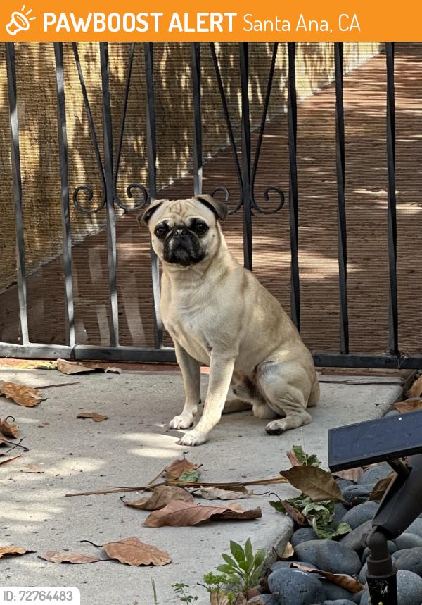 Found/Stray Male Dog last seen Bowers museum, Santa Ana, CA 92706