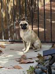 Found/Stray Male Dog last seen Bowers museum, Santa Ana, CA 92706