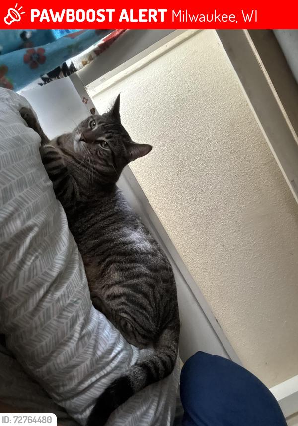 Lost Male Cat last seen REDROOF INN, Milwaukee, WI 53221