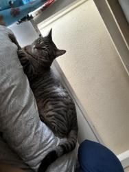 Lost Male Cat last seen REDROOF INN, Milwaukee, WI 53221