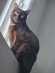 Lost Male Cat last seen Meridian Heights, Stony Plain, AB T7Z 1J4