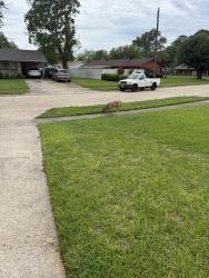 Found/Stray Unknown Dog last seen Fox street shady grove, Bossier City, LA 71112