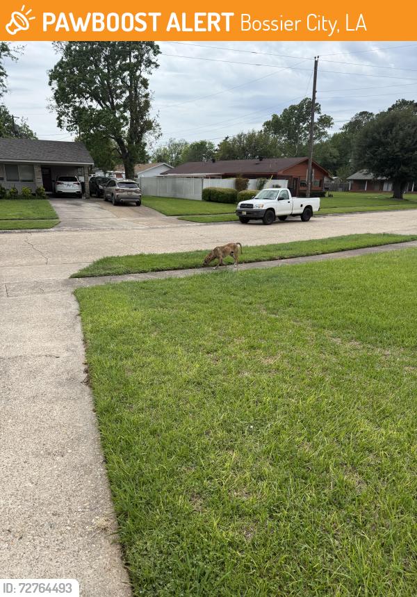 Found/Stray Unknown Dog last seen Fox street shady grove, Bossier City, LA 71112