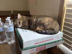 Lost Female Cat last seen Lot 94, Chillicothe, OH 45601