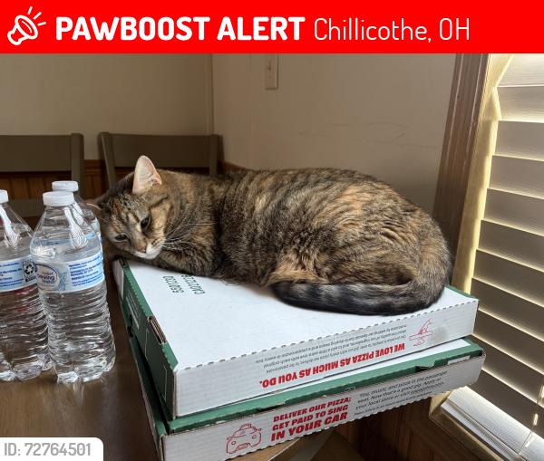 Lost Female Cat last seen Lot 94, Chillicothe, OH 45601