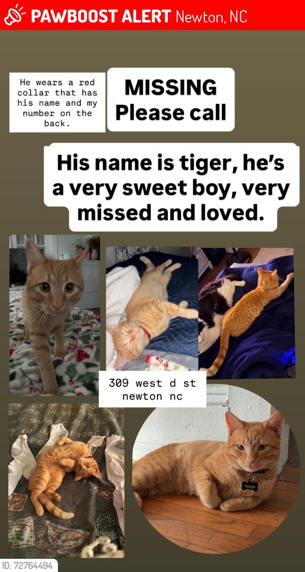 Lost Male Cat last seen He went outside and I haven’t seen him since, last seen in Newton where I live near little ceasars. I miss him dearly he is my world. please help find my boy. , Newton, NC 28658