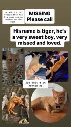 Lost Male Cat last seen He went outside and I haven’t seen him since, last seen in Newton where I live near little ceasars. I miss him dearly he is my world. please help find my boy. , Newton, NC 28658
