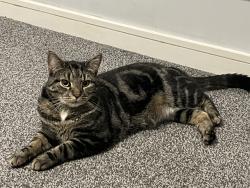 Lost Male Cat last seen 91st Avenue , Edmonton, AB 