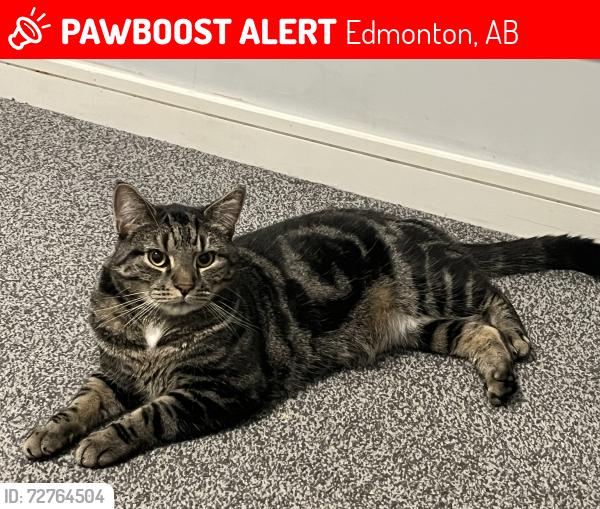 Lost Male Cat last seen 91st Avenue , Edmonton, AB 