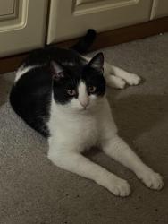 Reunited Male Cat last seen Flixton, Urmston, England M41 6JZ