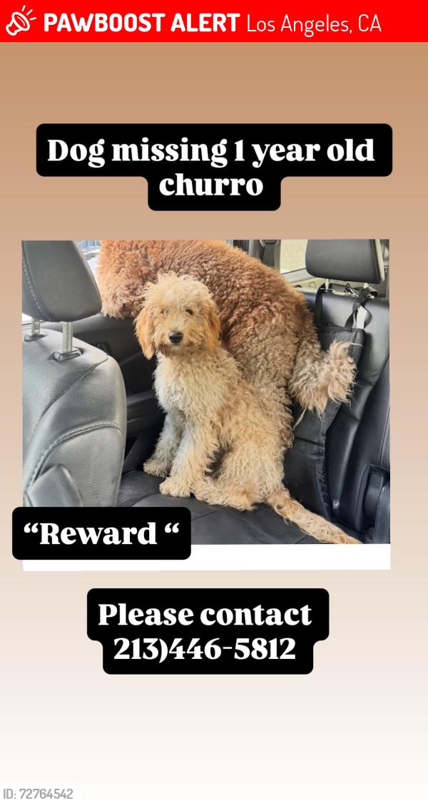 Lost Male Dog last seen Manchester and central , Los Angeles, CA 90001