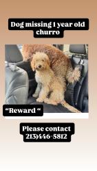 Lost Male Dog last seen Manchester and central , Los Angeles, CA 90001