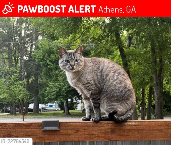 Lost Female Cat last seen Elder and Estelle, Athens, GA 30606