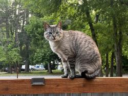 Lost Female Cat last seen Elder and Estelle, Athens, GA 30606