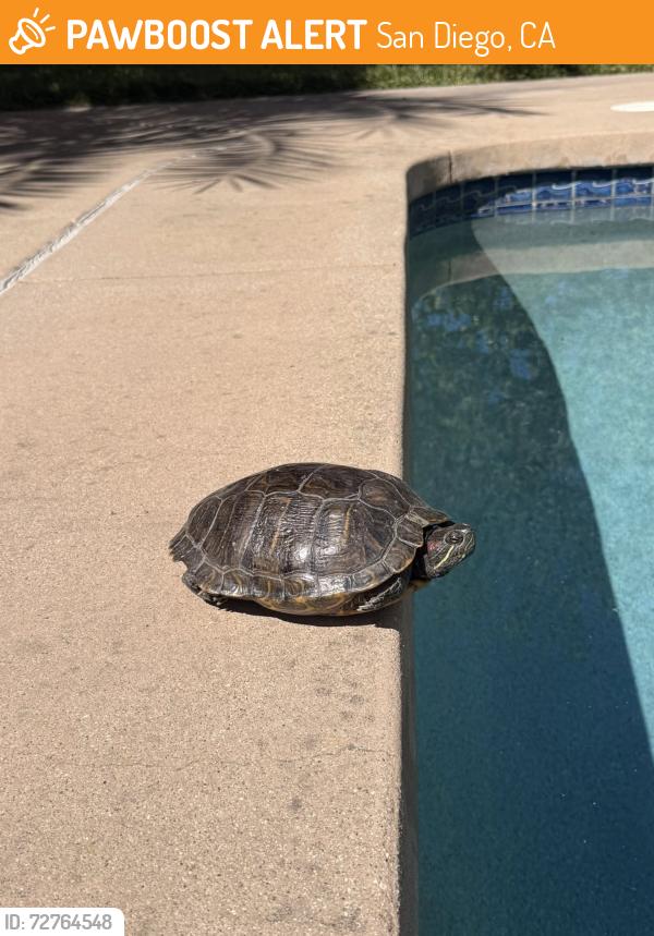 Found/Stray Unknown Other last seen Semillon and Eden Oaks, San Diego, CA 92131