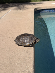 Found/Stray Unknown Other last seen Semillon and Eden Oaks, San Diego, CA 92131