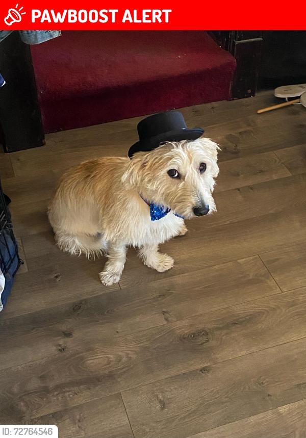 Lost Male Dog last seen Near 171st Ave, North Redington Beach, FL 33708, North Redington Beach, FL 33708