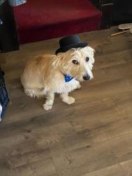 Lost Male Dog last seen Near 171st Ave, North Redington Beach, FL 33708, North Redington Beach, FL 33708