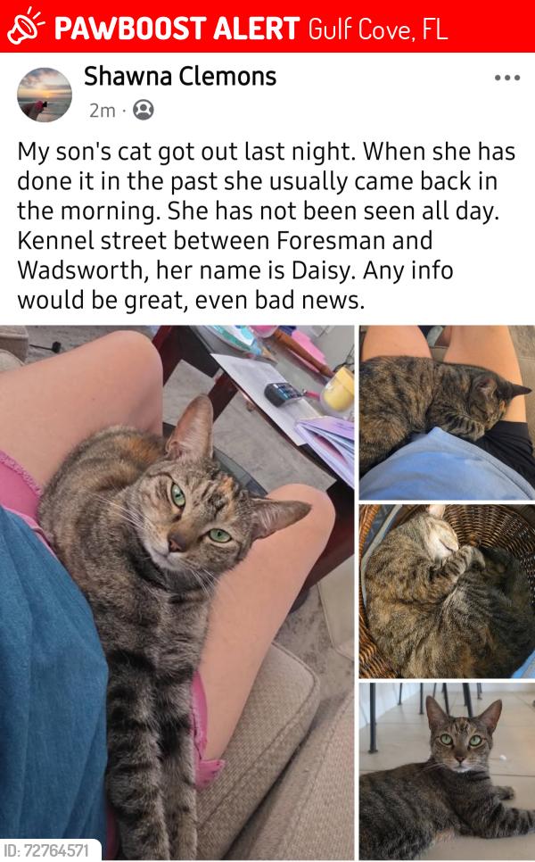 Lost Female Cat last seen Kennel & wadsworth, Gulf Cove, FL 33981