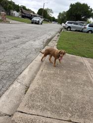Found/Stray Male Dog last seen Haltom city, Fort Worth, TX 76117