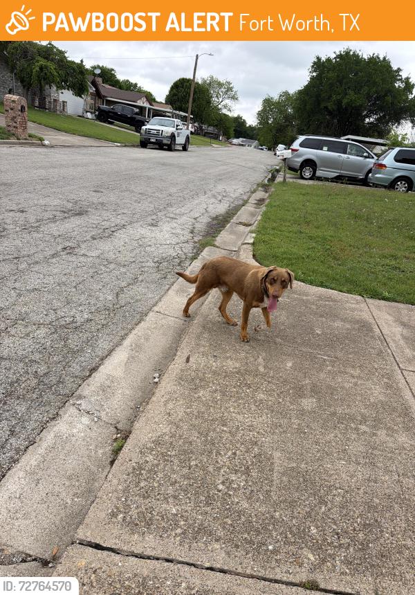 Found/Stray Male Dog last seen Haltom city, Fort Worth, TX 76117