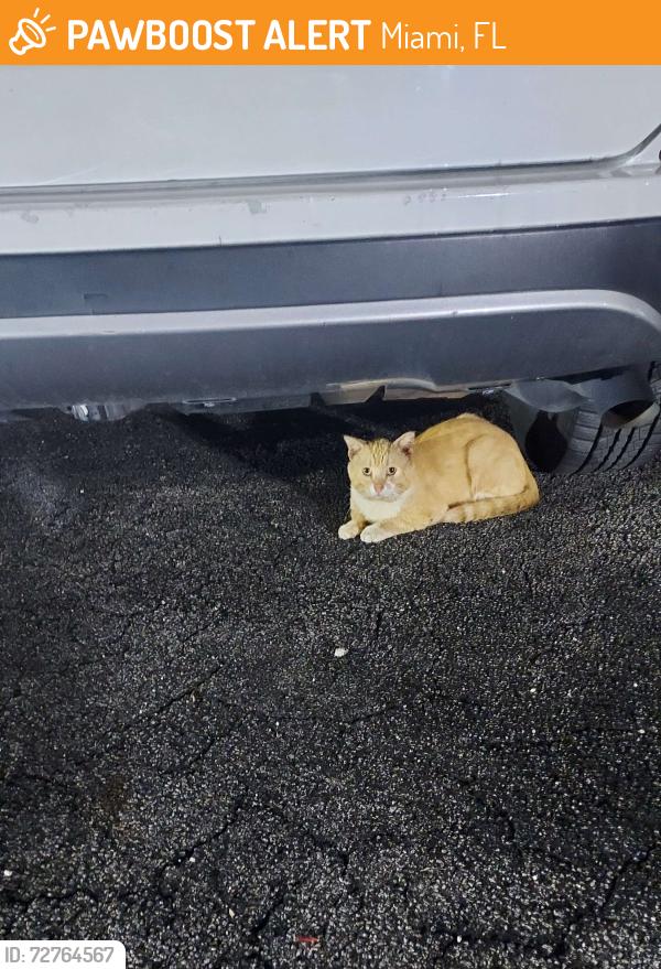 Found/Stray Male Cat last seen Near San Simeon Way 33179, Miami, FL 33179