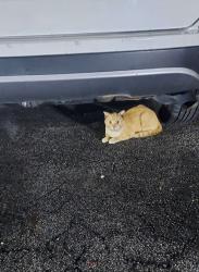 Found/Stray Male Cat last seen Near San Simeon Way 33179, Miami, FL 33179