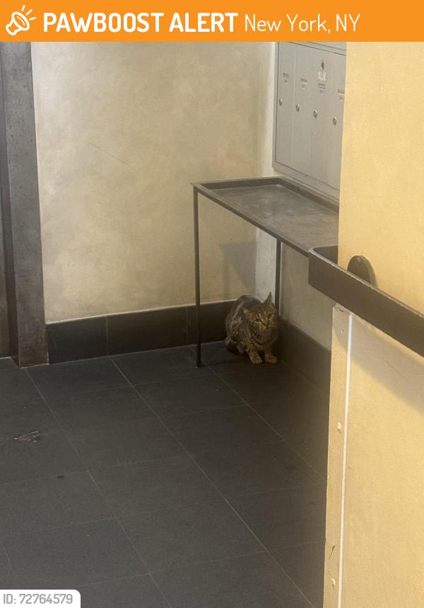 Found/Stray Unknown Cat last seen 13th and University place, New York, NY 10003
