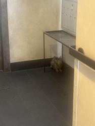 Found/Stray Unknown Cat last seen 13th and University place, New York, NY 10003