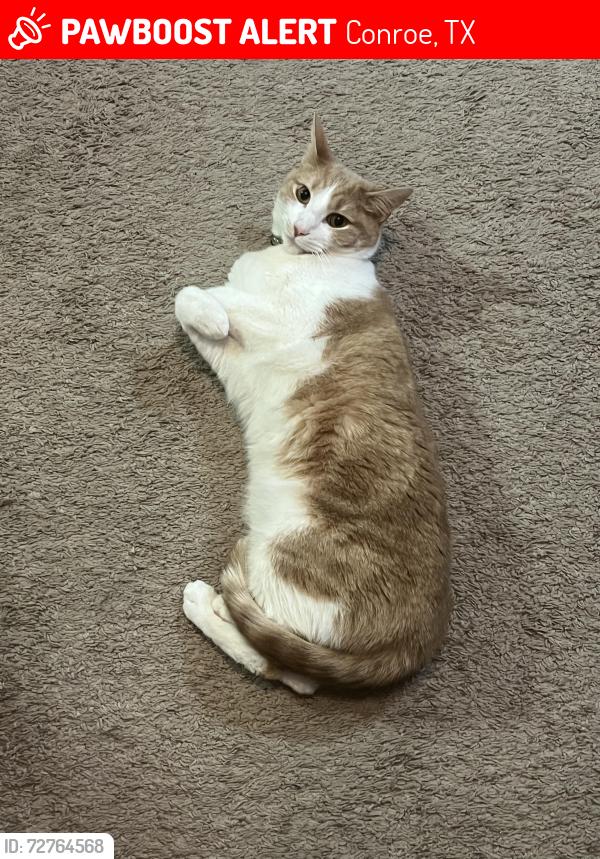 Lost Male Cat last seen Near Enclave Dr., Conroe, TX 77384