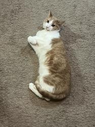 Lost Male Cat last seen Near Enclave Dr., Conroe, TX 77384