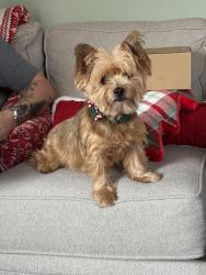 Lost Female Dog last seen Lemay Ferry and Telegraph , Lemay, MO 63125