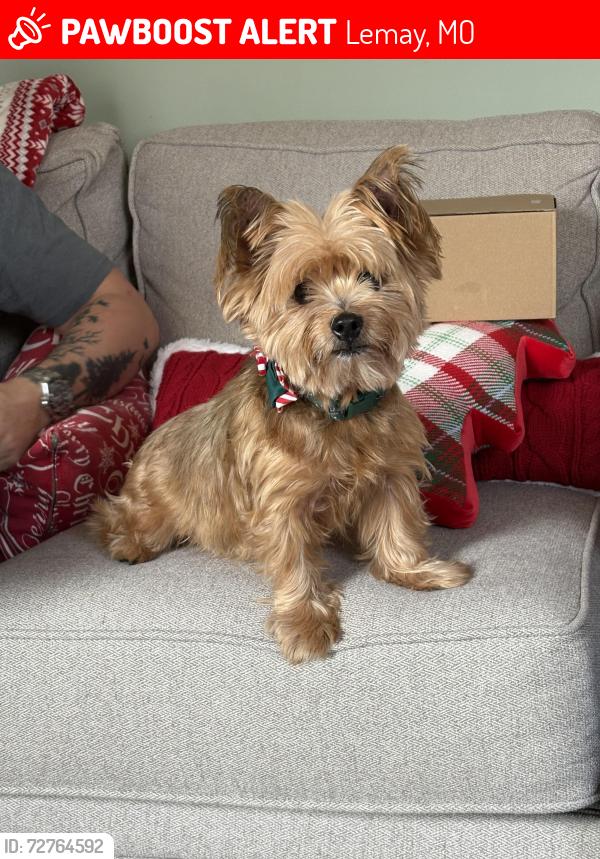 Lost Female Dog last seen Lemay Ferry and Telegraph , Lemay, MO 63125