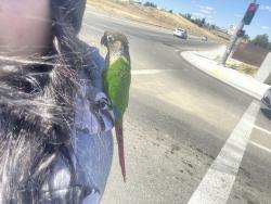 Lost Male Bird last seen Fairfax and highlandknolls, Bakersfield, CA 93306