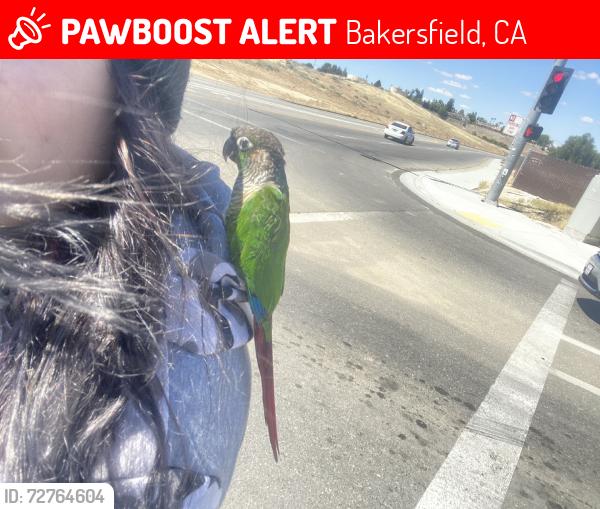 Lost Male Bird last seen Fairfax and highlandknolls, Bakersfield, CA 93306
