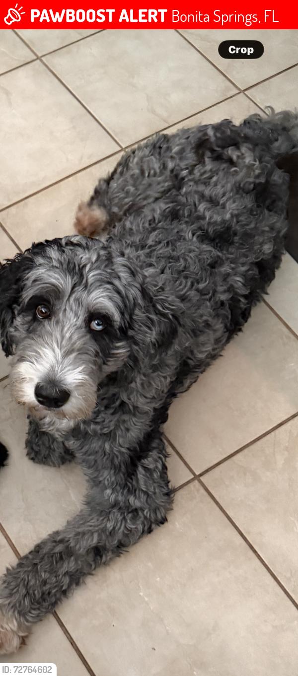 Lost Female Dog last seen East Terry , Bonita Springs, FL 34135