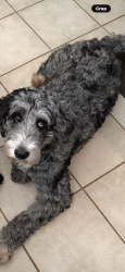 Lost Female Dog last seen East Terry , Bonita Springs, FL 34135
