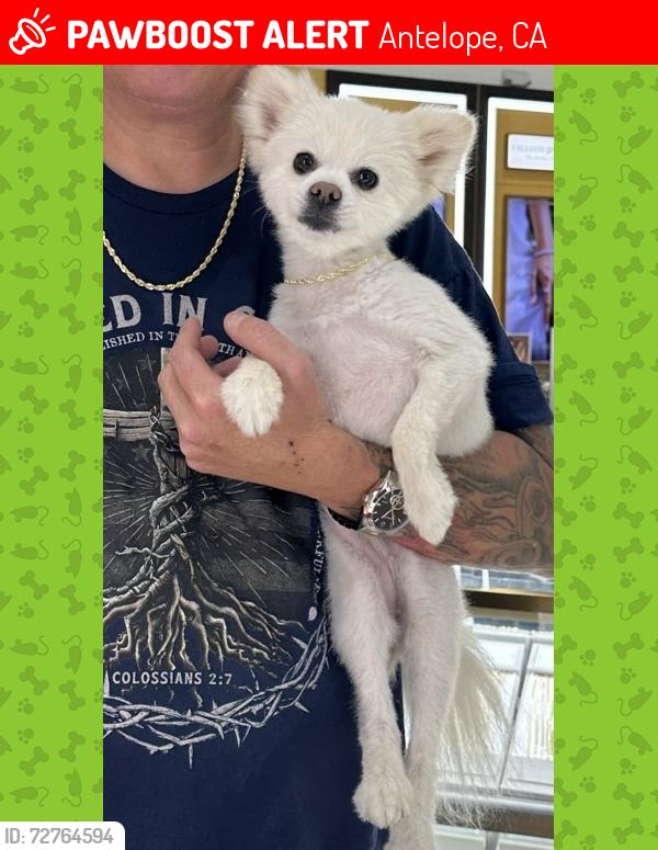 Lost Female Dog last seen Elverta and Walerga Rd , Antelope, CA 95843