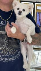Lost Female Dog last seen Elverta and Walerga Rd , Antelope, CA 95843