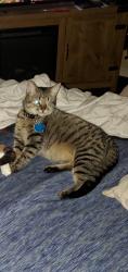 Lost Female Cat last seen Whiting Rd, Maple Forge , Gainesville, GA 30504
