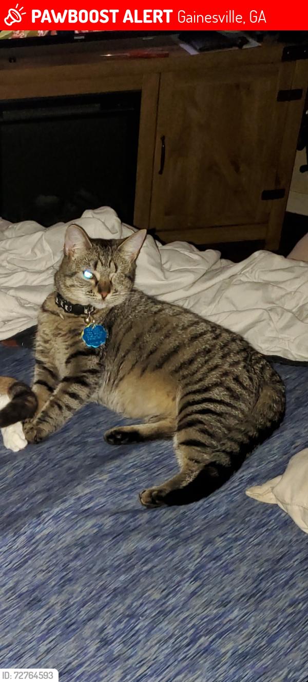 Lost Female Cat last seen Whiting Rd, Maple Forge , Gainesville, GA 30504